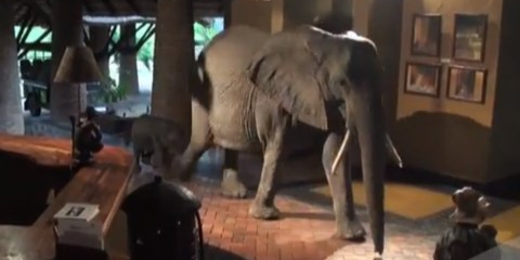 Elephants Walk Through Hotel Lobby Like They Own The Place (VIDEO ...