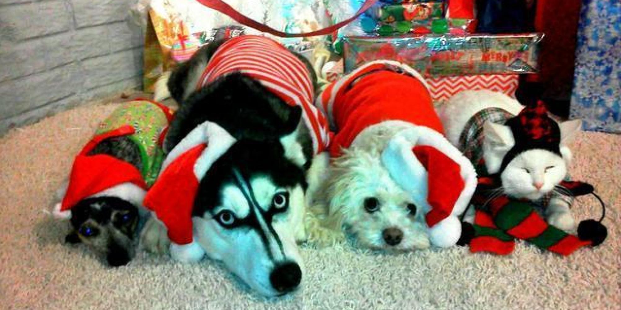 50 Pets In Christmas Costumes That Will Get You In The Holiday Spirit | HuffPost