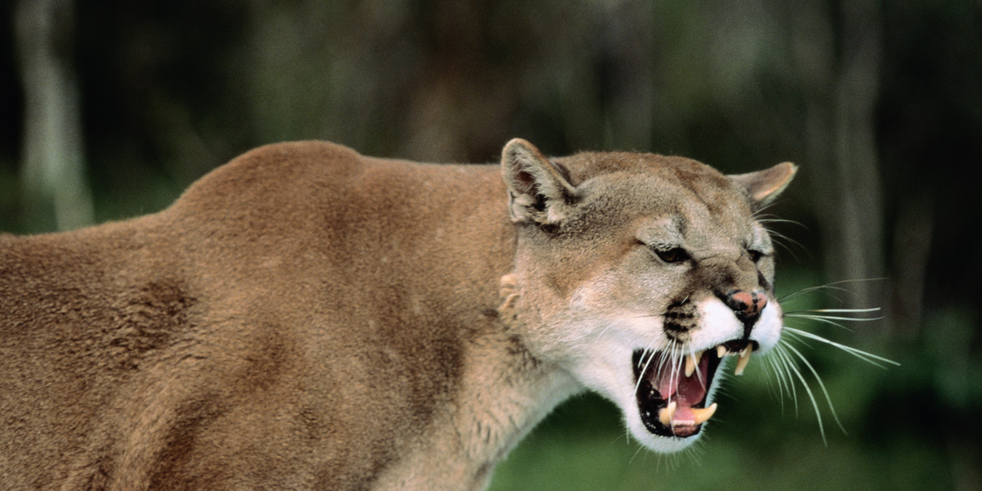 Mountain Lions Prowl Neighborhood, Leaving Residents On Edge | HuffPost