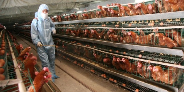 6 Crimes Against Nature in Factory Farming (Pt. 1) | HuffPost