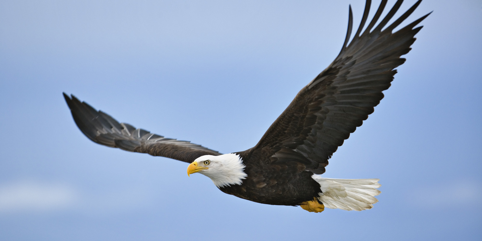 West Nile Virus Blamed For Death Of Dozens Of Bald Eagles In Utah ...