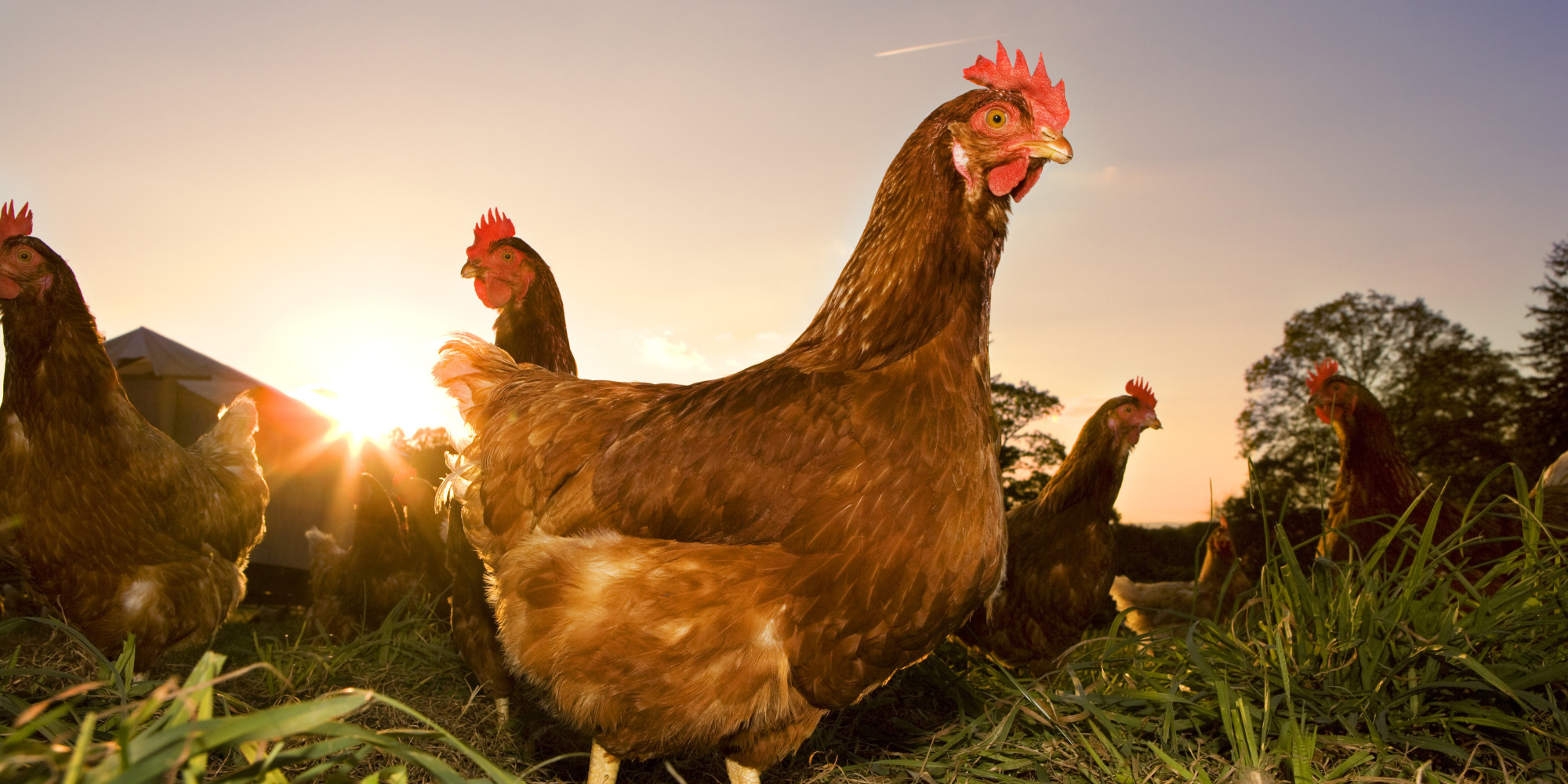 Chicken More Popular Than Beef In U.S. For First Time In ...