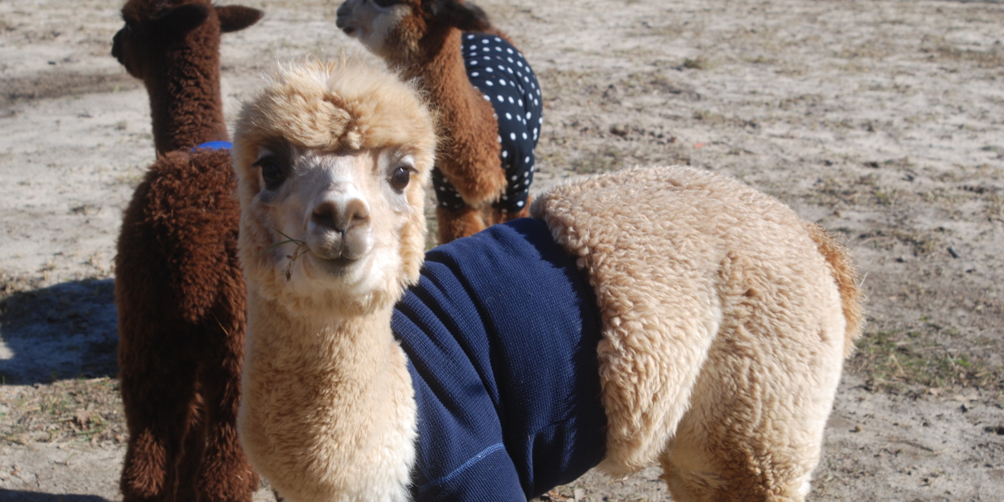 Baby Alpacas Wearing Sweaters Will Give You Something To Smile About ...
