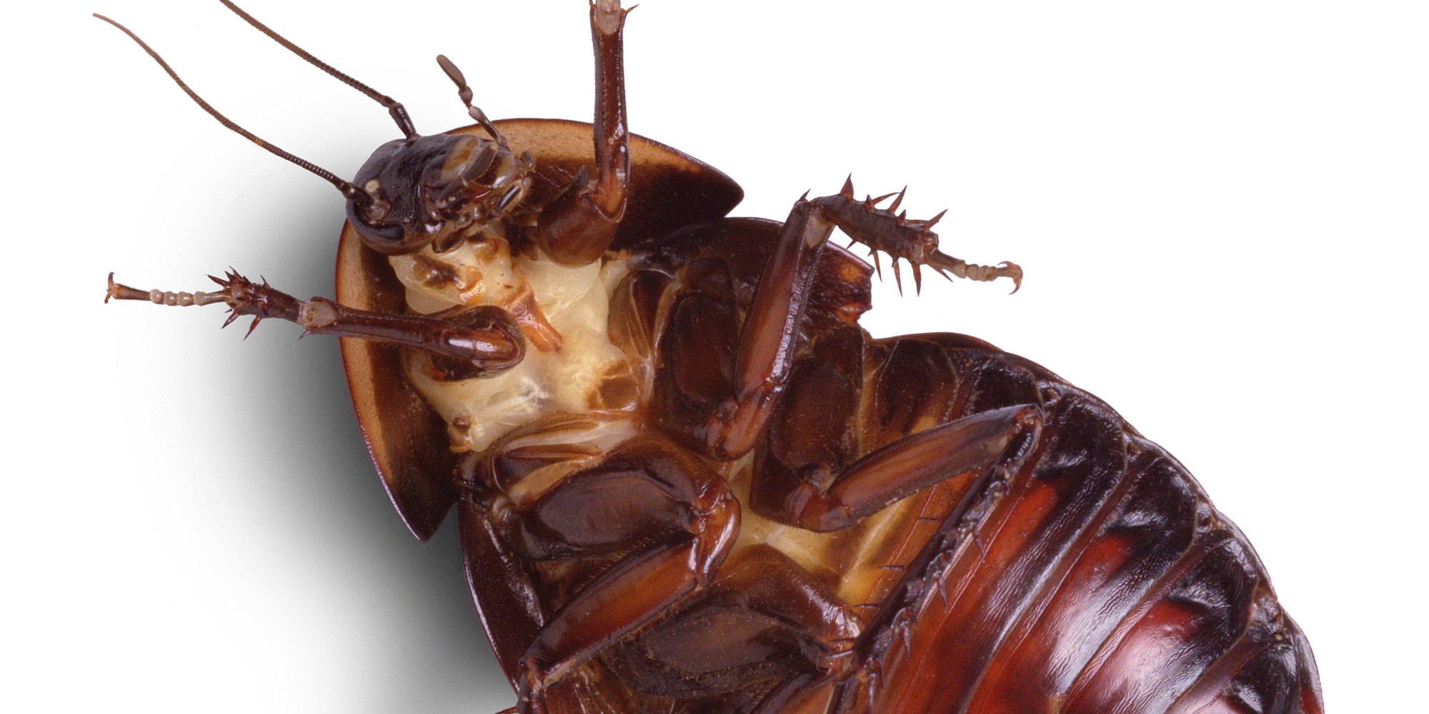 Doctors Pull Cockroach From Australian Mans Ear PHOTO HuffPost