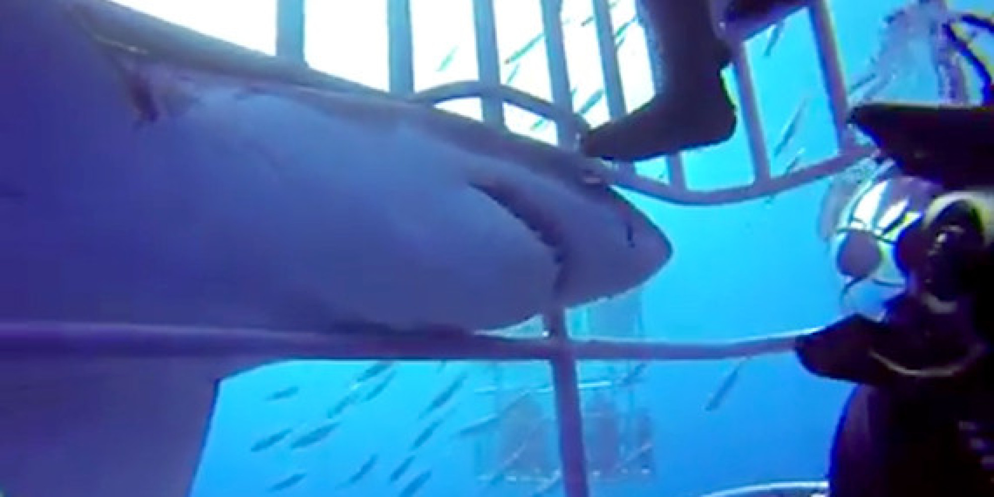 Great White Shark Gets Up Close And Personal With Diver In Cage Video Huffpost
