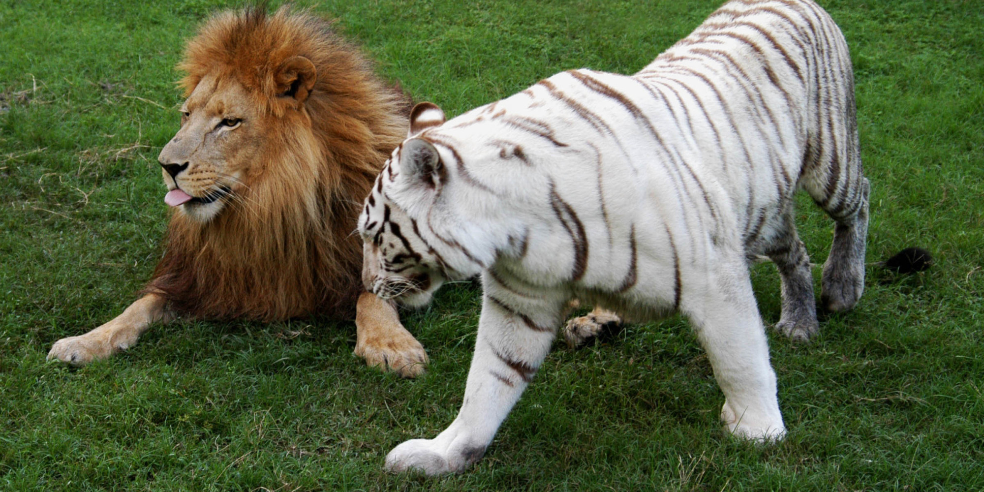 What Happens When Animals Of Different Species Mate? (VIDEO) | HuffPost