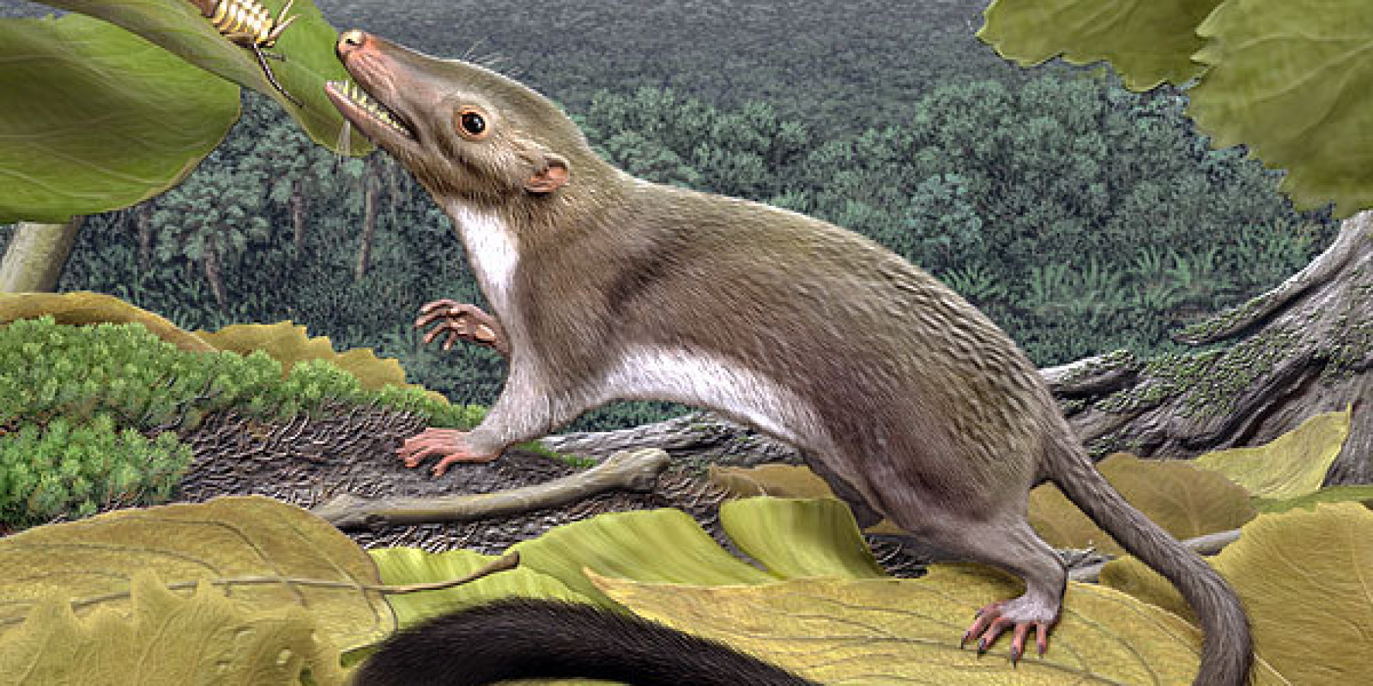 technical-comment-on-the-placental-mammal-ancestor-and-the-post-k-pg