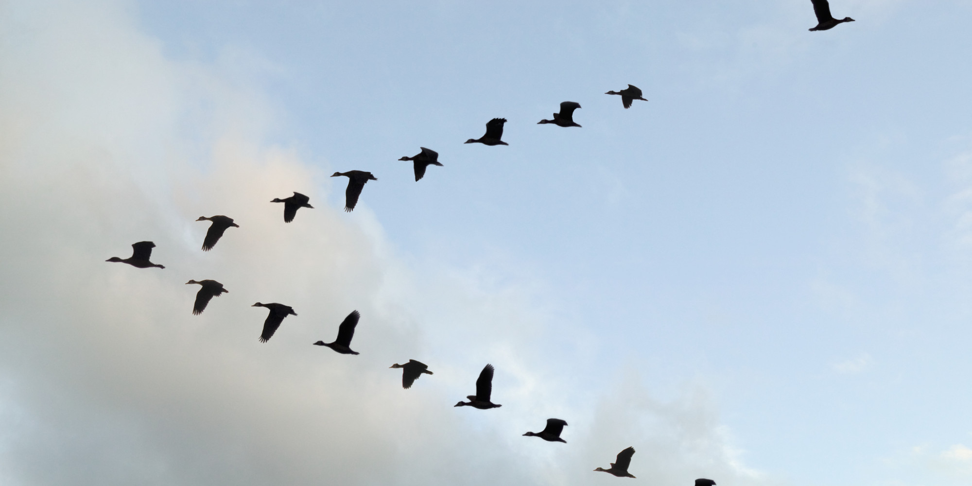 V formation of Birds