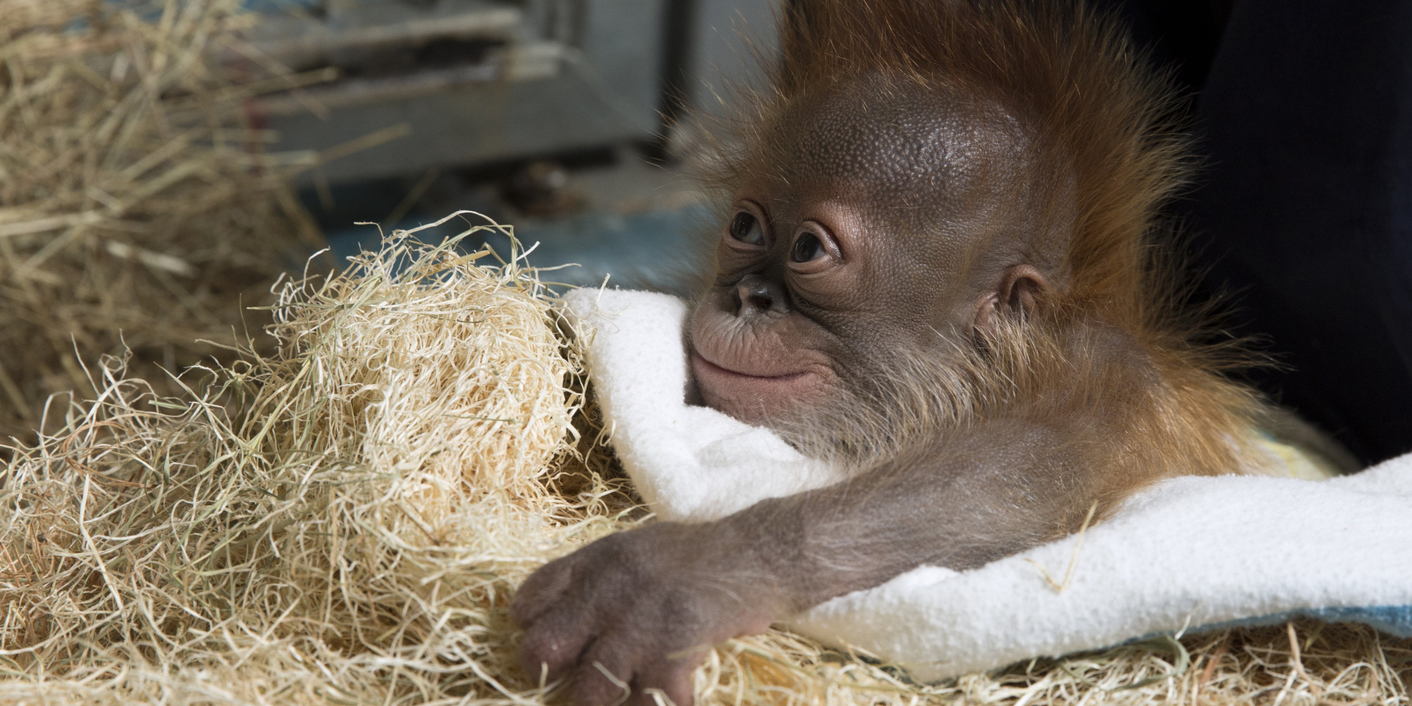 pongo orangutan jellycat