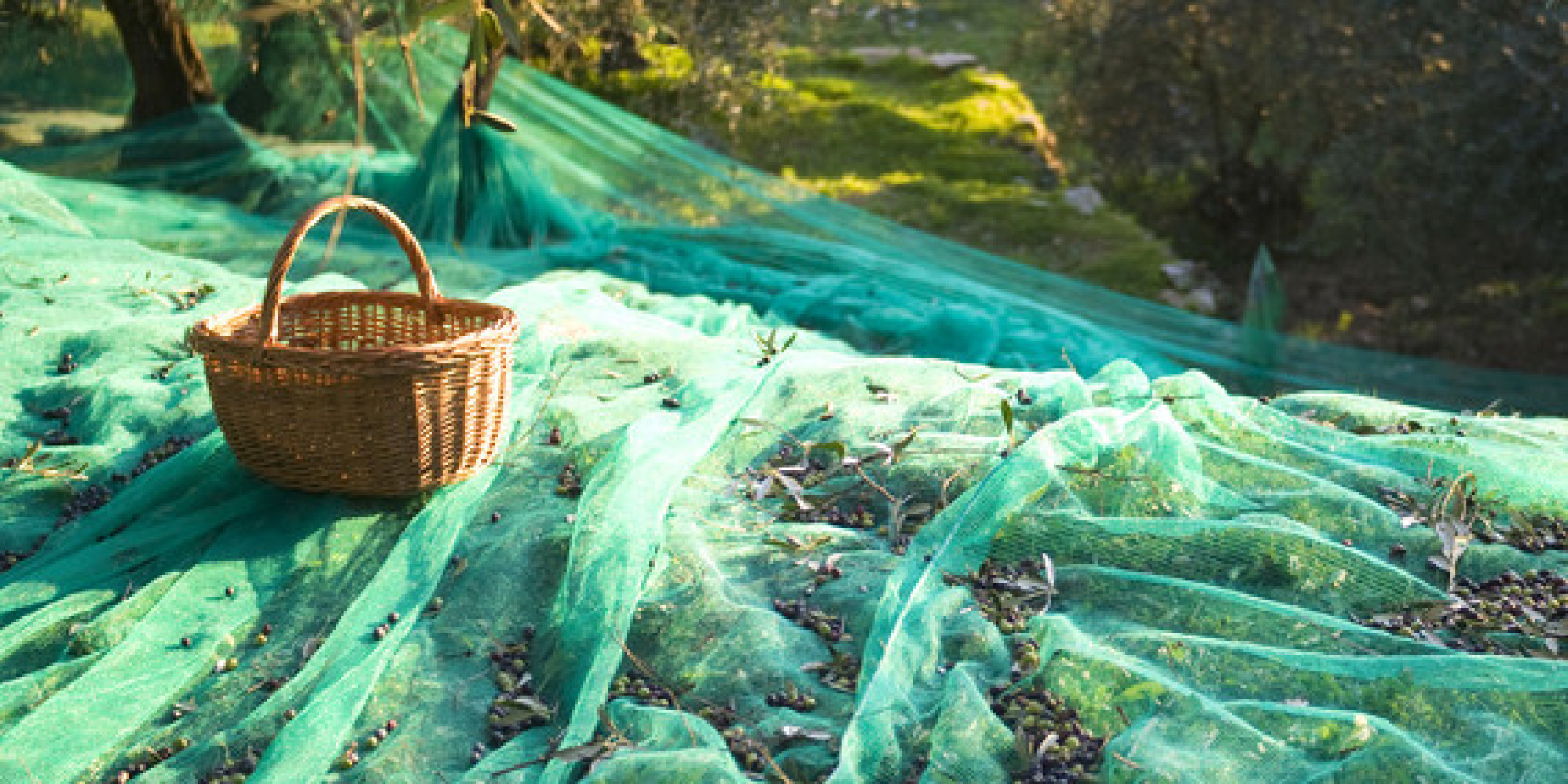 making-olive-oil-in-the-peloponnese-huffpost