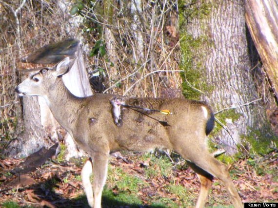 Deer Arrow Placement Chart 1309