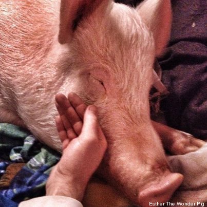 esther pig