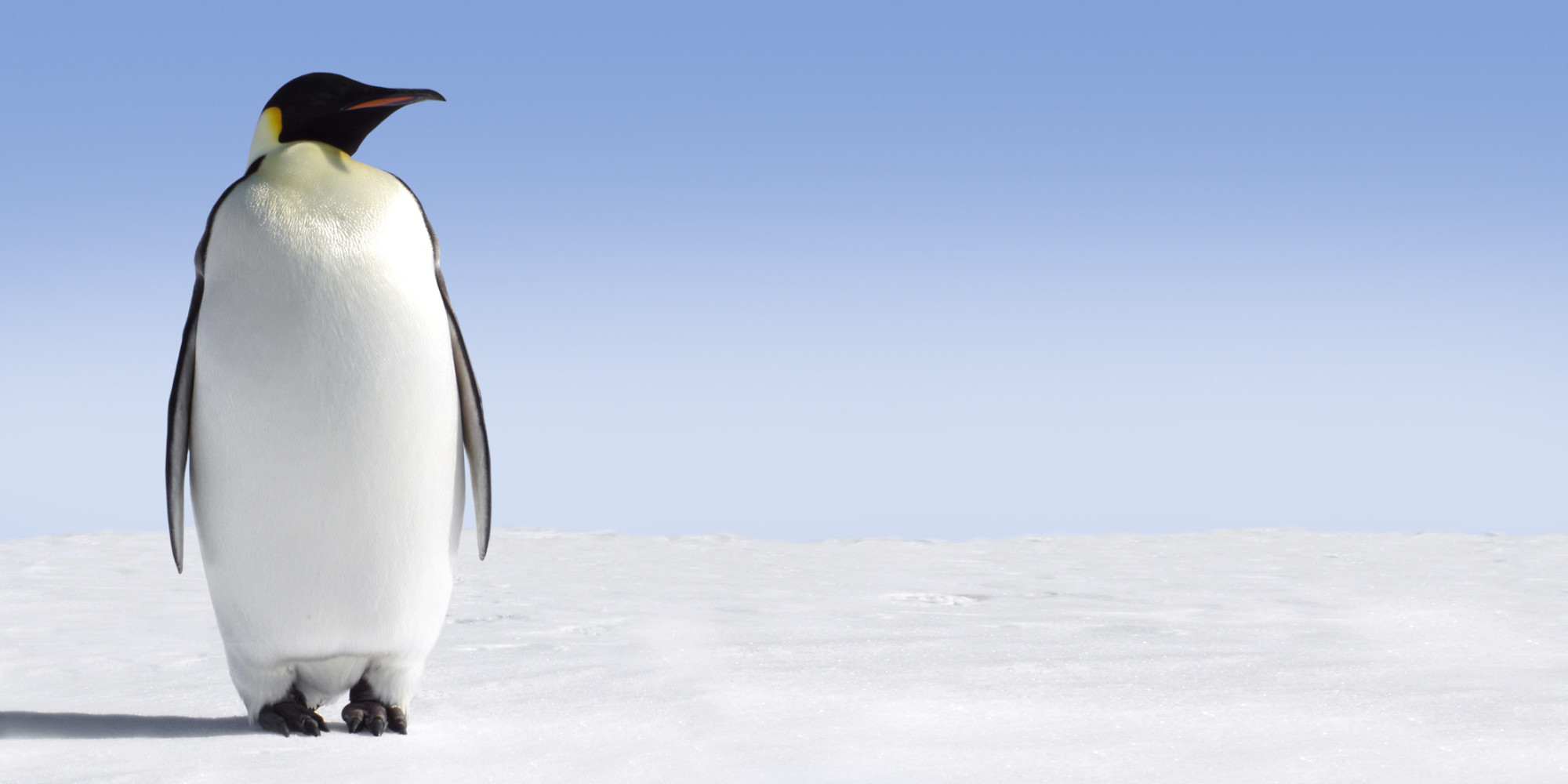 Saving Emperor Penguins Requires Swift Climate Action | HuffPost