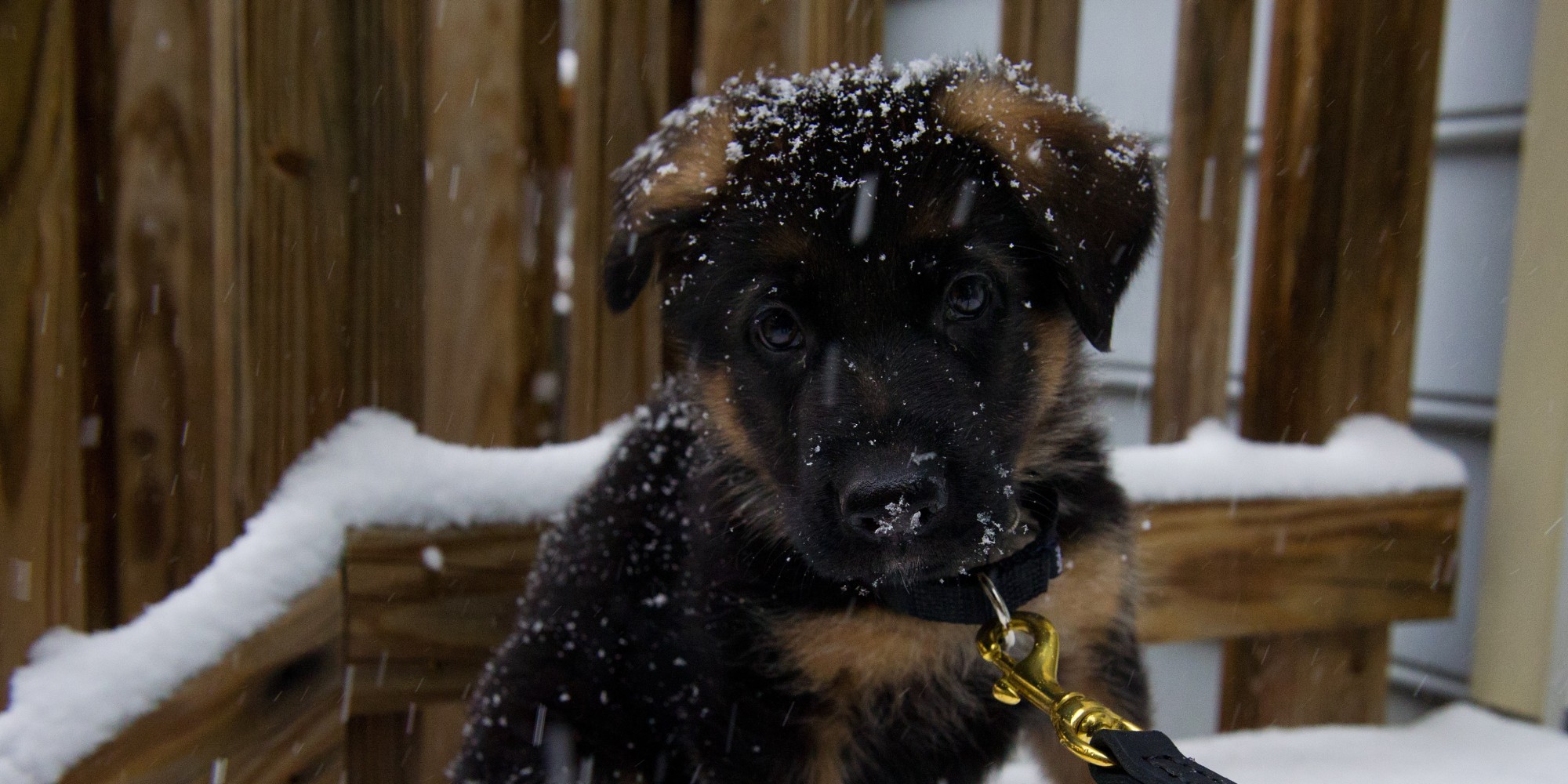 Animal Photos Of The Week German Shepherd Puppy Sees Snow For The
