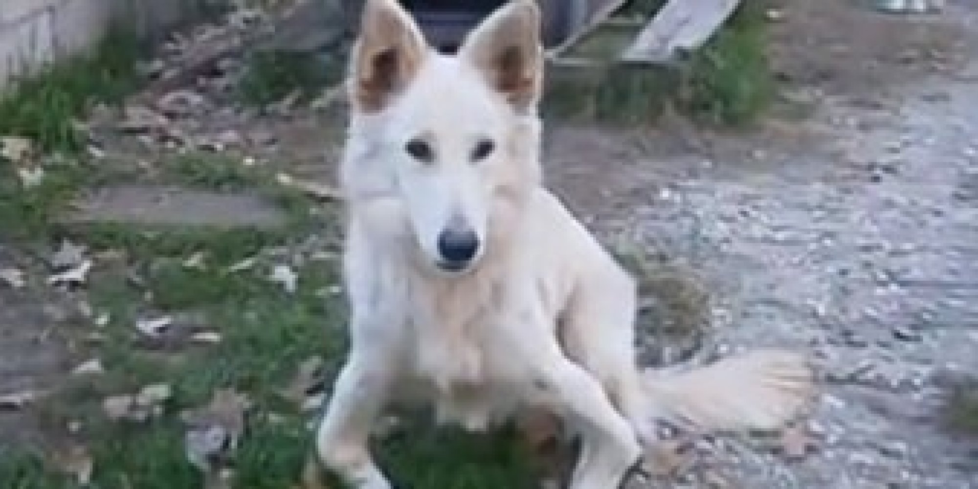 Sandy, A Bowlegged Dog, Gets The LifeChanging Surgery He Needed HuffPost