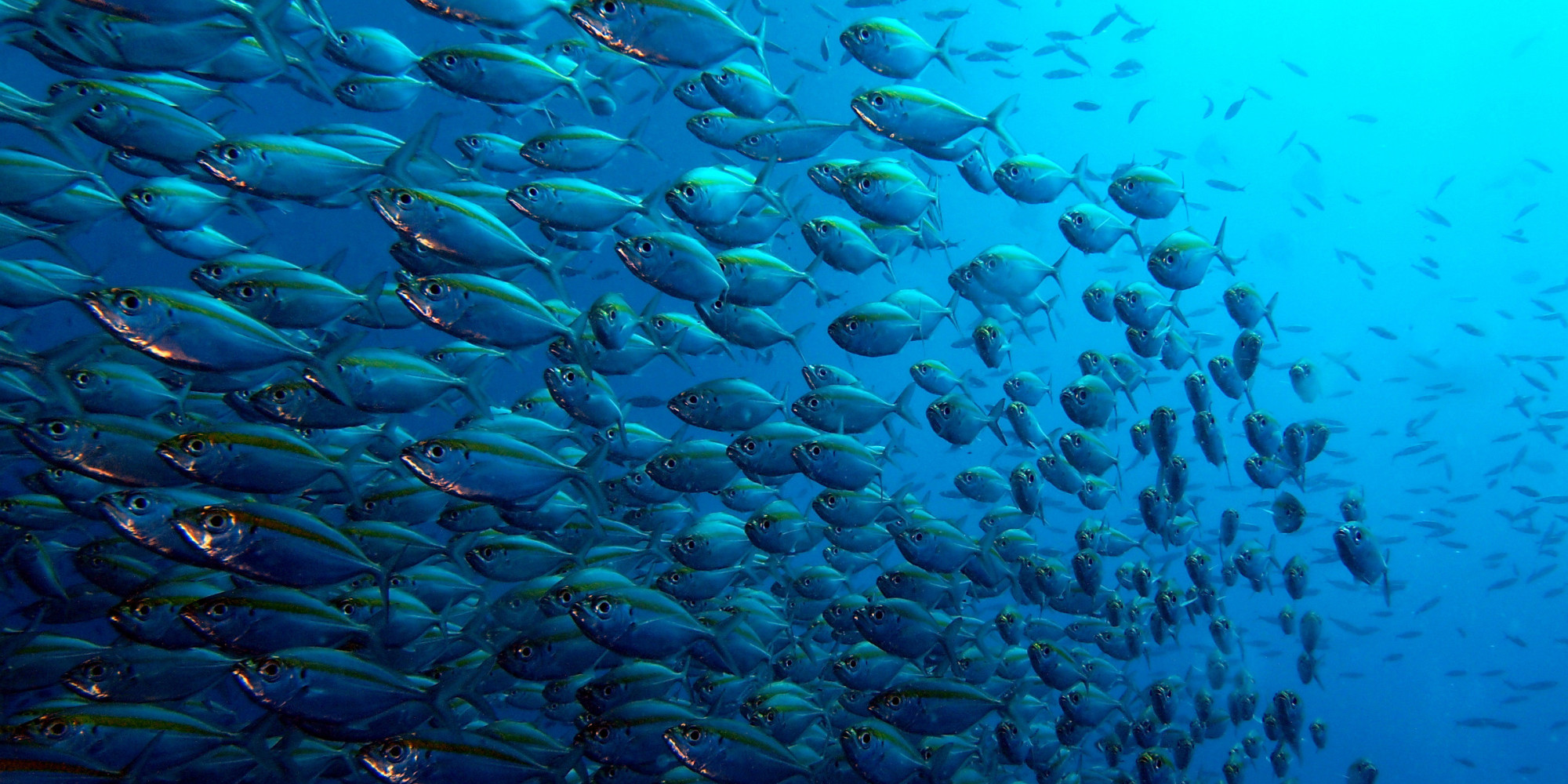 How Many Species Of Fish Are In The Indian Ocean