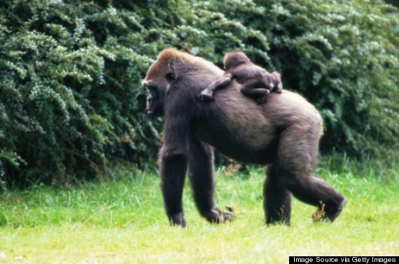 Larger Testicles Linked To Greater Chance Of Being Unfaithful Research Finds