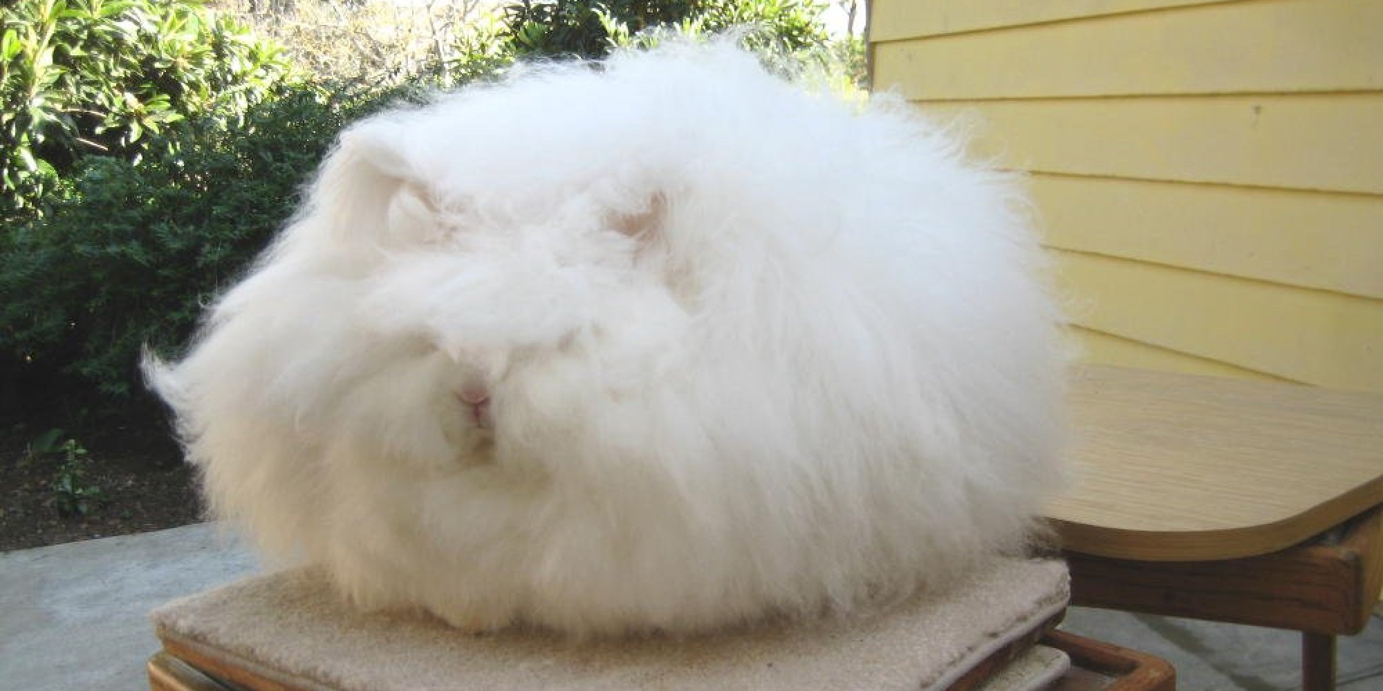 Underneath This Giant Ball Of Cotton Is A Rabbit (PHOTOS) | HuffPost