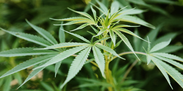California May Legalize Marijuana In 2014