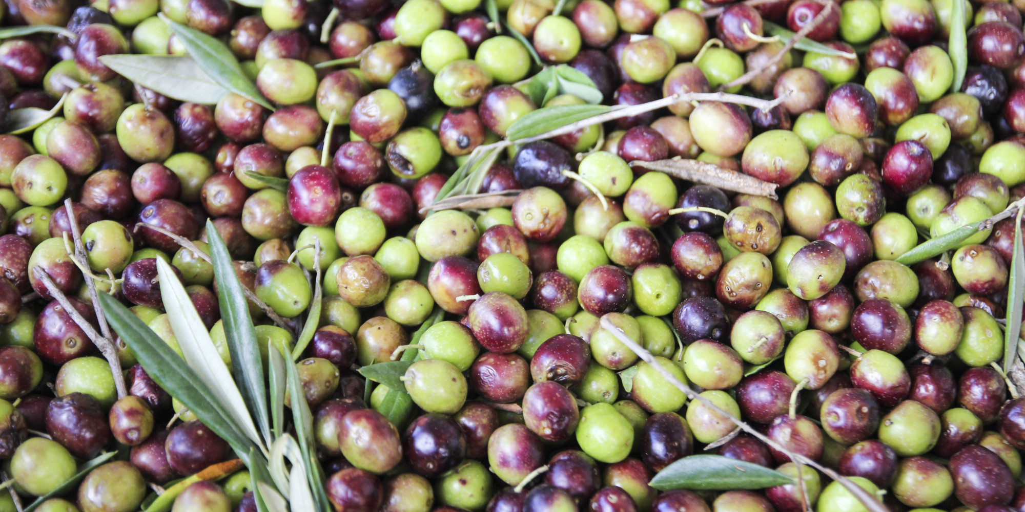 Olives, Ranked In Order From Worst To Best (PHOTOS) | HuffPost