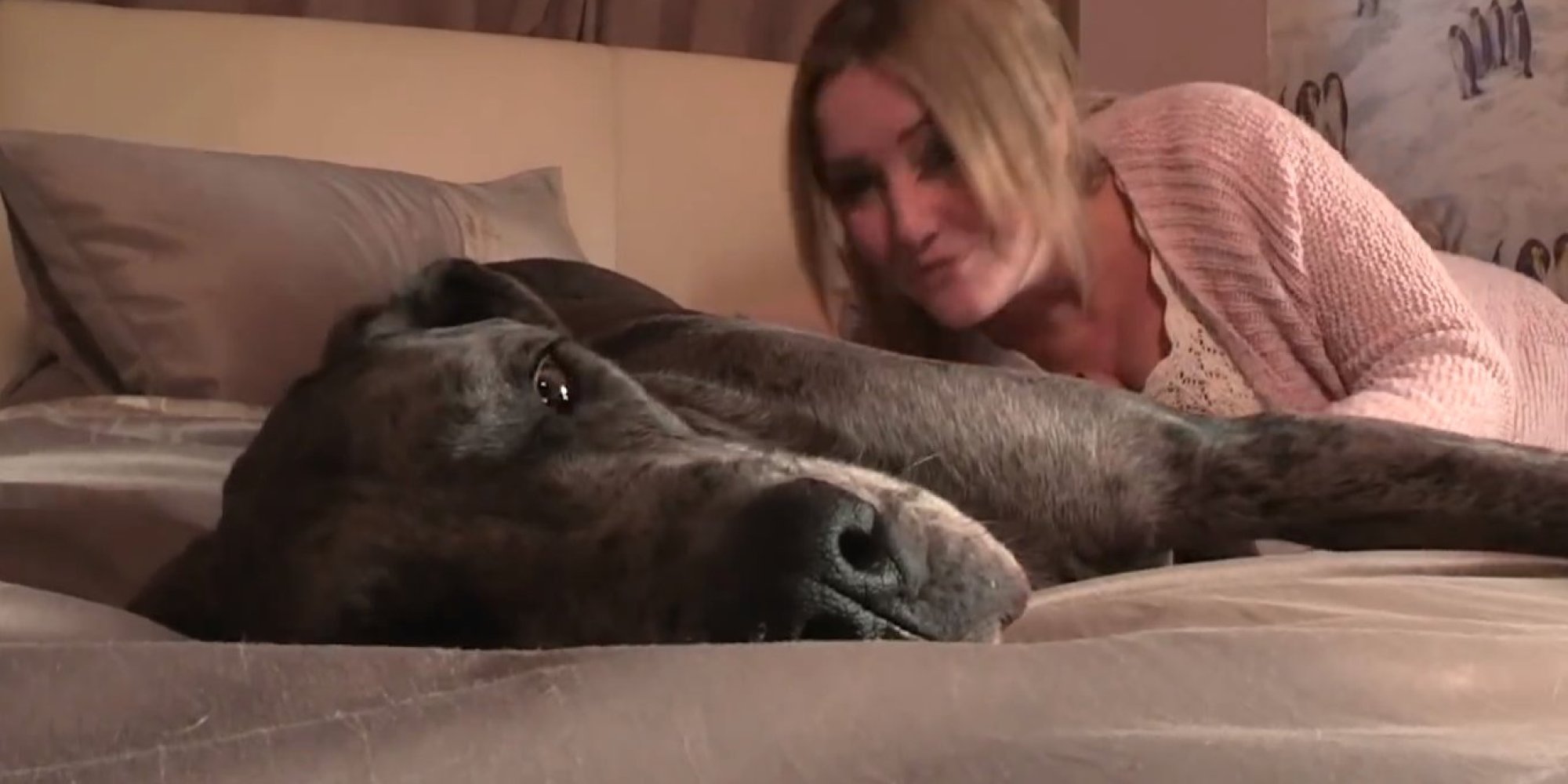 World's Tallest Dog Could Soon Be Freddy The Great Dane - HuffPost