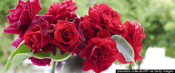 red roses rf