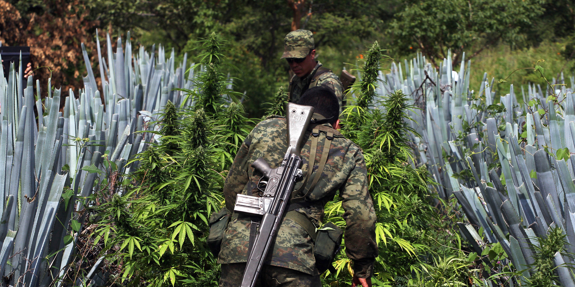 Marijuana Mexico