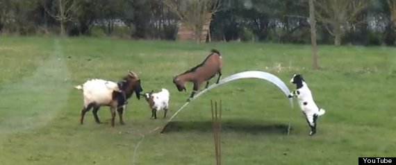 goats steel sheet bridge