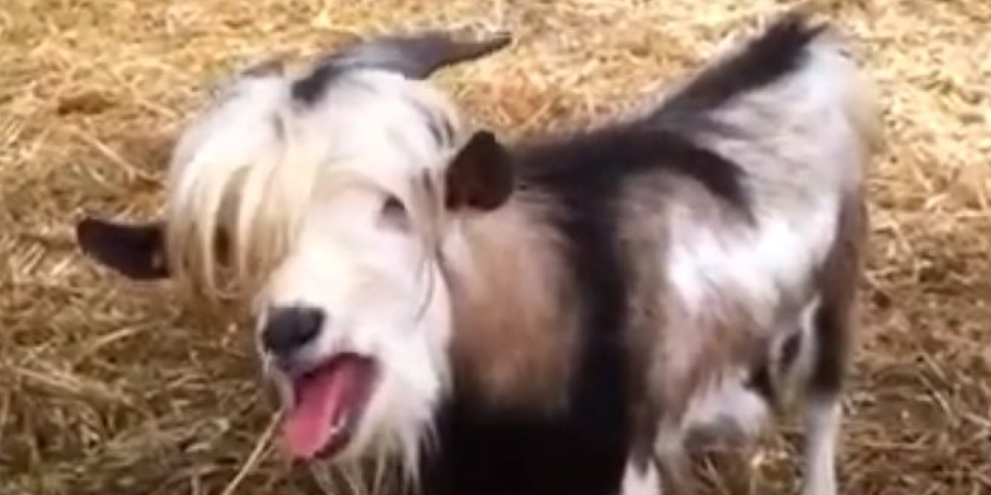 All Your Favorite Internet Goats Back To Baaaahk Because Dreams Really