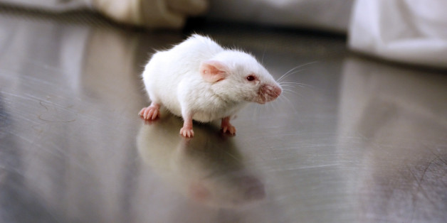 La douleur des souris s'atténue grâce à la lumière
