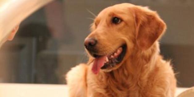 Le chien a des zones du cerveau similaires aux nôtres