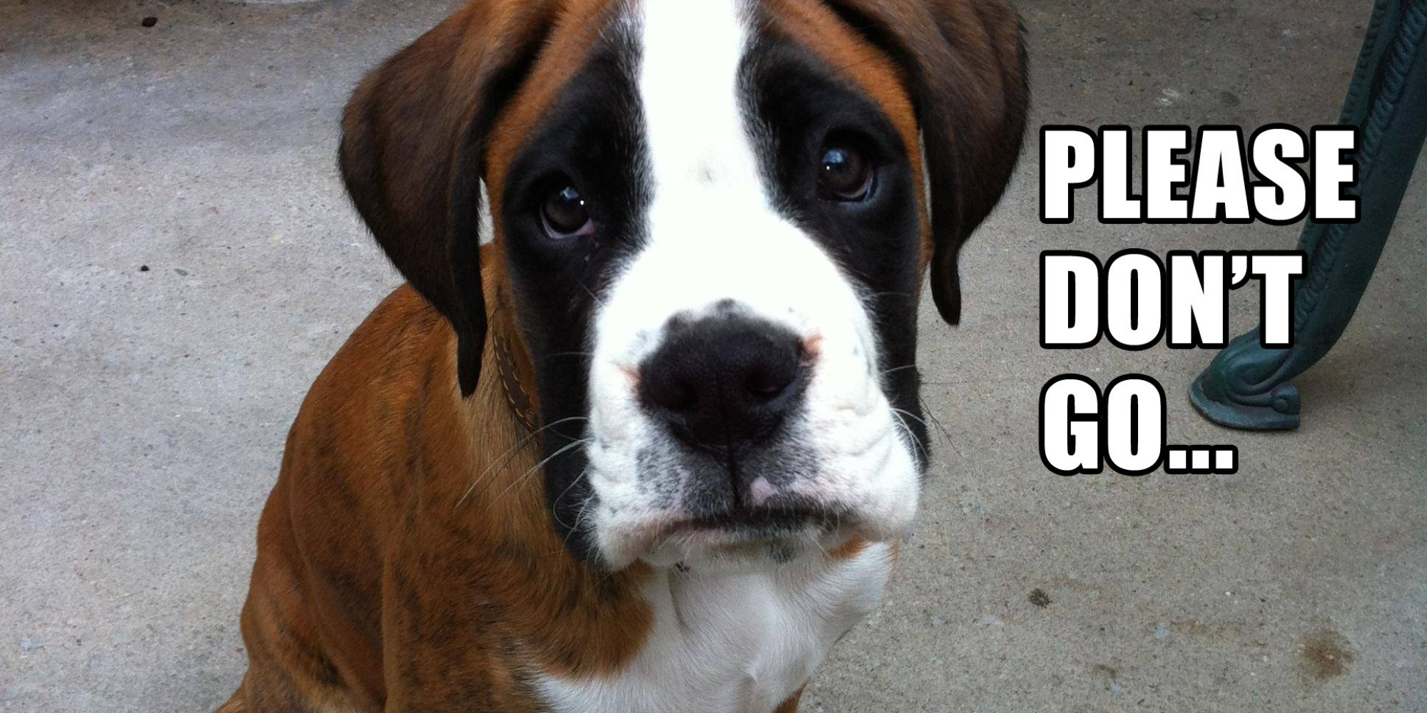 www.huffingtonpost.com. funny dramatic animals dogs guilt puppy trip eyes f...
