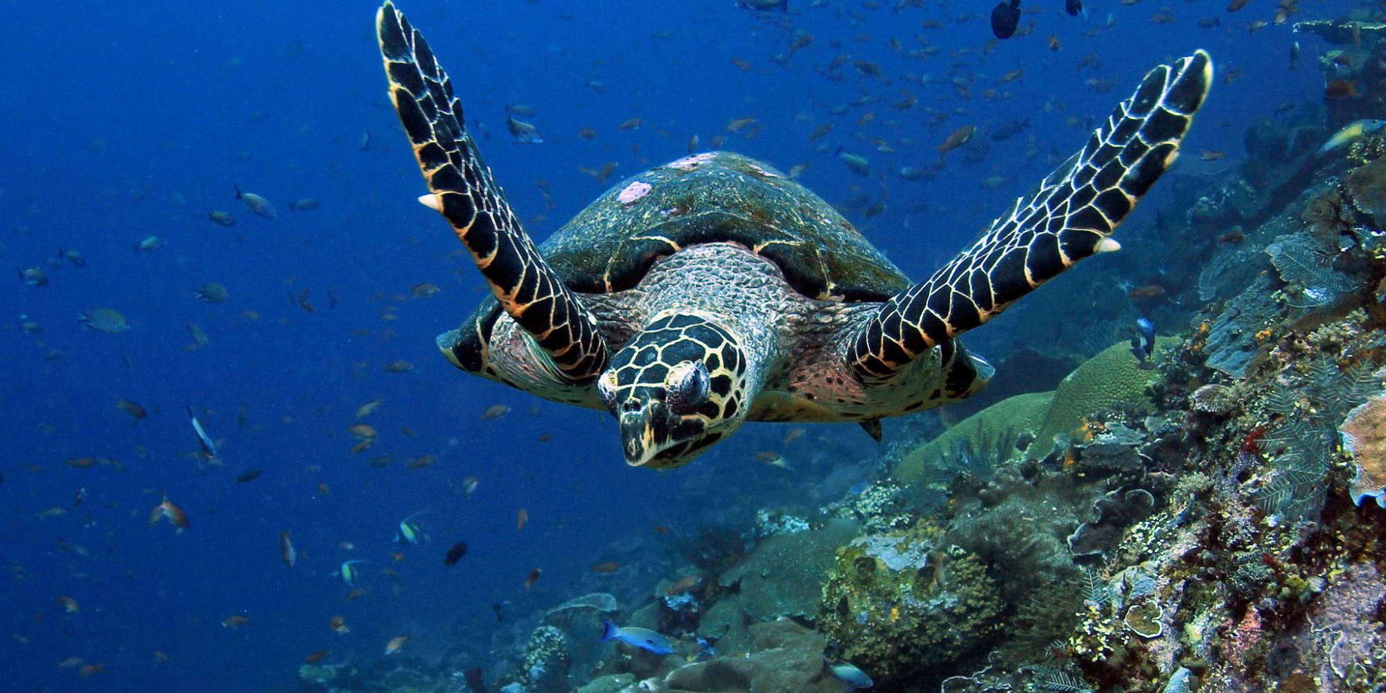 How Many Hawksbill Sea Turtles Are Killed Each Year