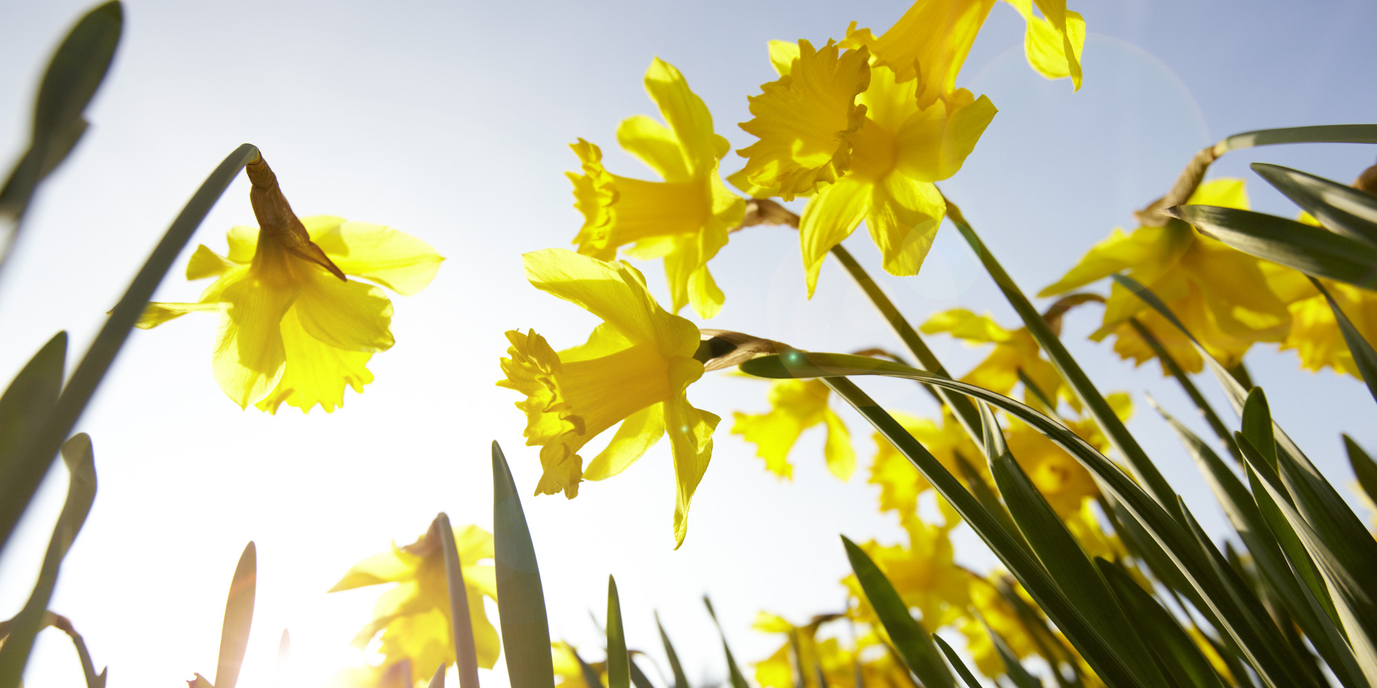 Daily Meditation Dancing With Daffodils HuffPost