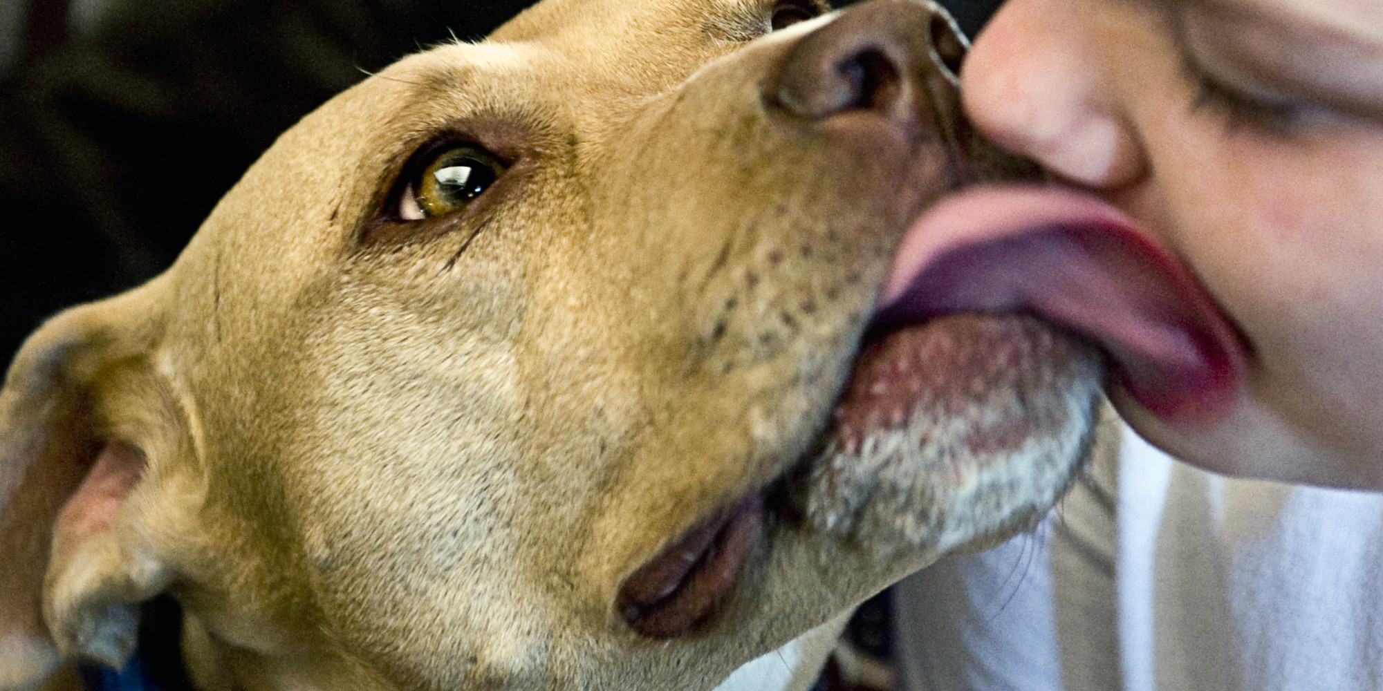 Pit Bull Owners Find That Good Dogs Face Bad Insurance Policies Pit Bull Owners Find That Good Dogs Face Bad Insurance Policies Huffpost