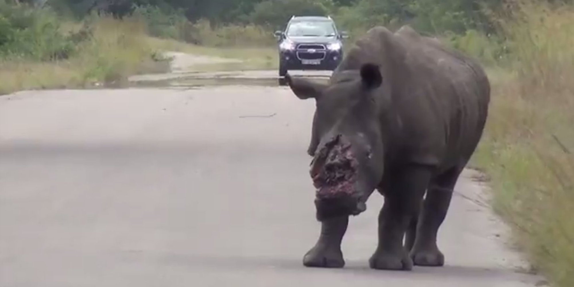 Rhino Stumbles Around In HeartWrenching Video After Poachers Hack Off
