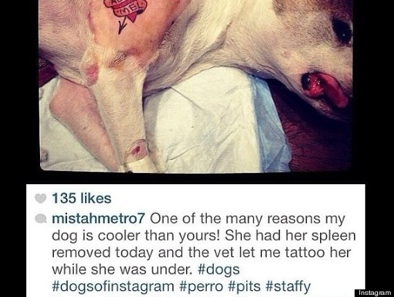 Man Tattoos Dog, Sparking Outrage From Animal Activists