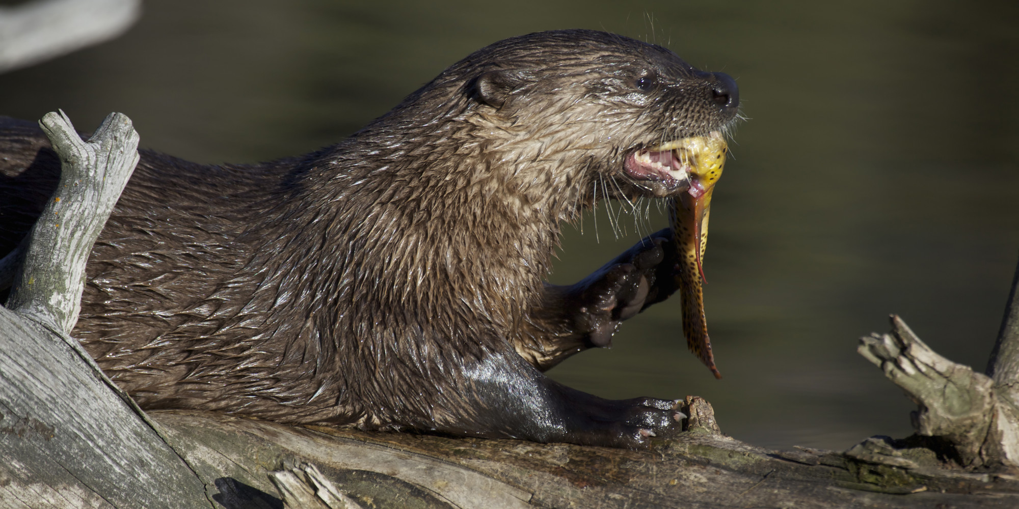 an-otter-attacked-an-alligator-and-then-ate-it-photos-huffpost