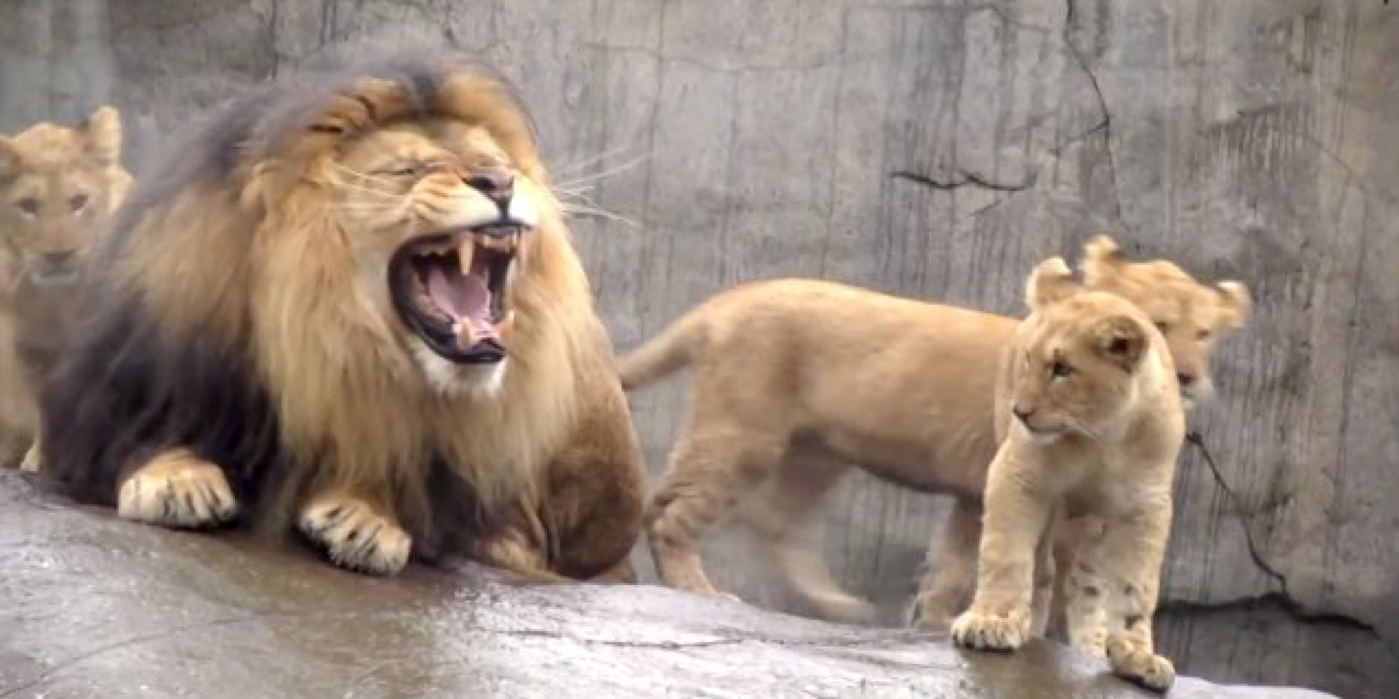 Lion Triplets Meet Dad For The First Time Immediately Annoy The Hell 