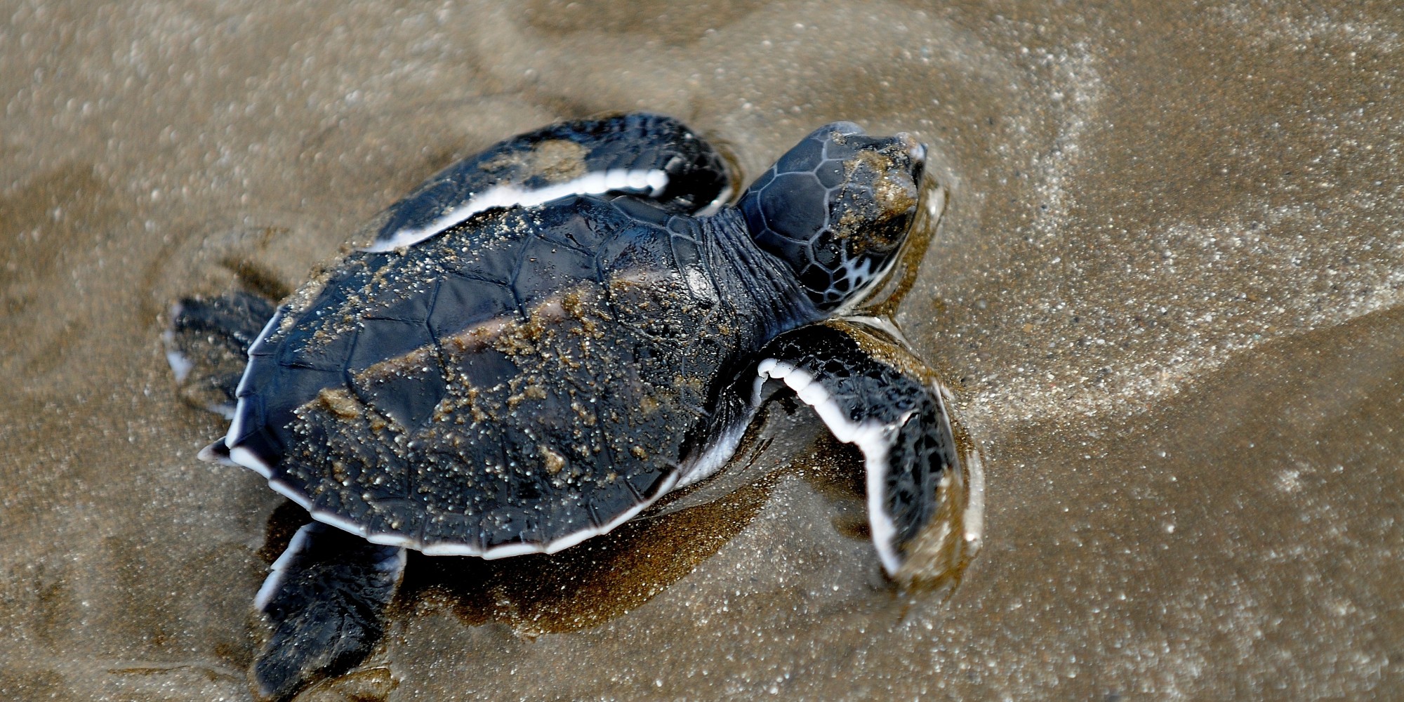 Черноморская черепаха