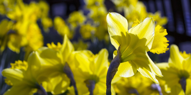 LONDON, ENGLAND - MARCH 06: Daffodils in full bloom in Holland Park on March 6, 2014 in London, England. Parts of the United Kingdom are experiencing warm weather and sunshine. (Photo by Oli Scarff/Getty Images)