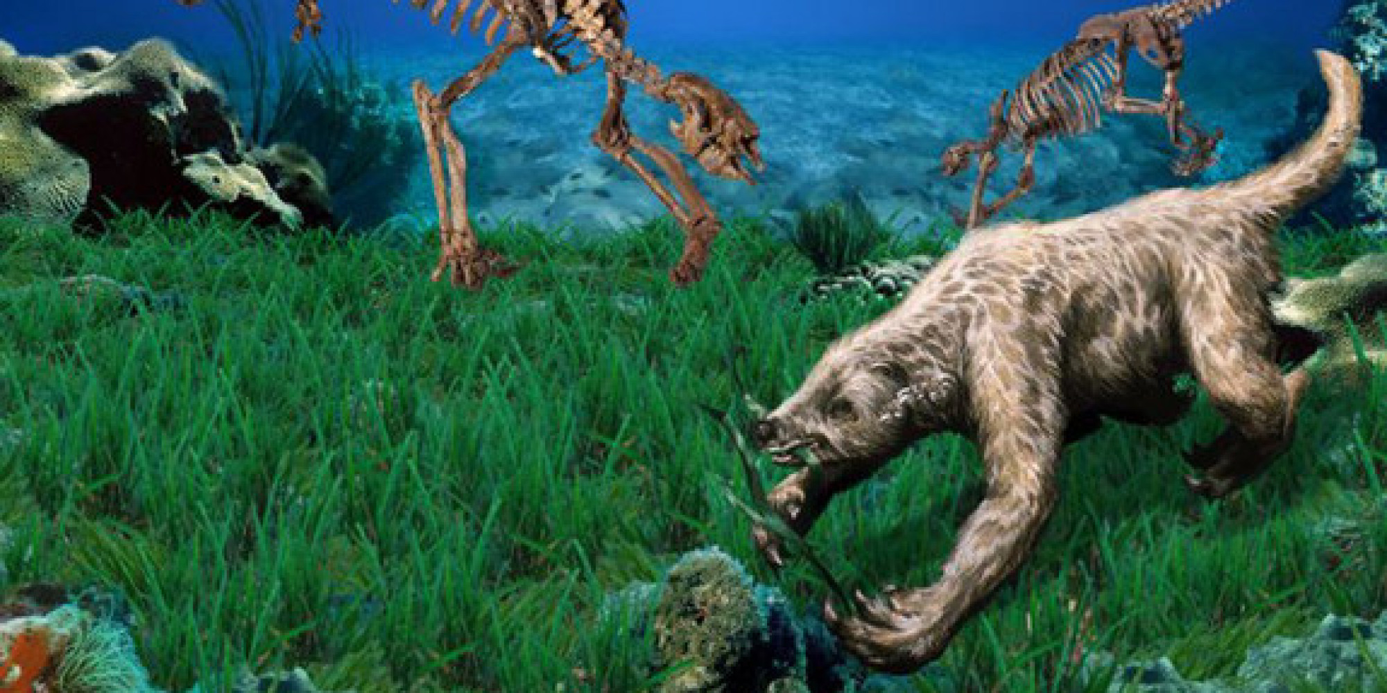 Prehistoric Sea Sloths Ventured From Land Into Ocean