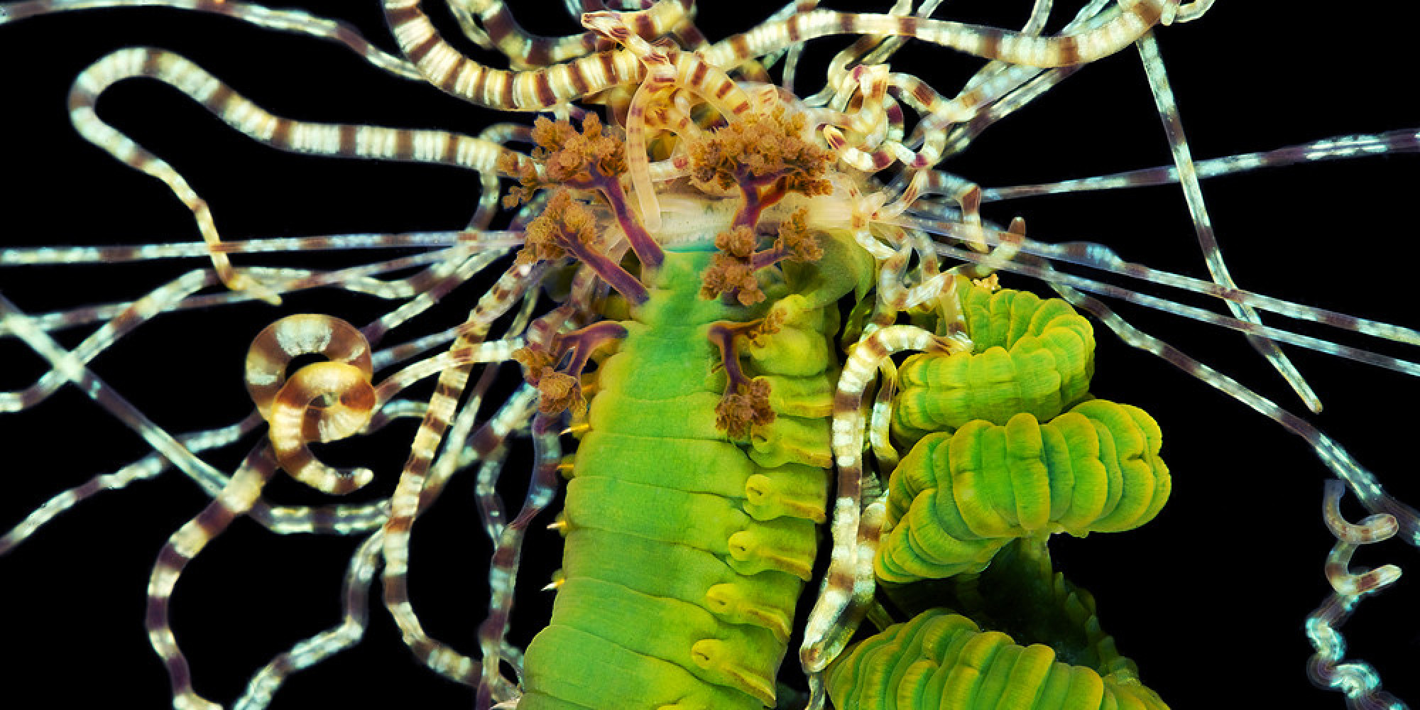 Bizarre Photos Of Underwater Worms Prove Nature Can Outdo Your Wildest Fantasies HuffPost