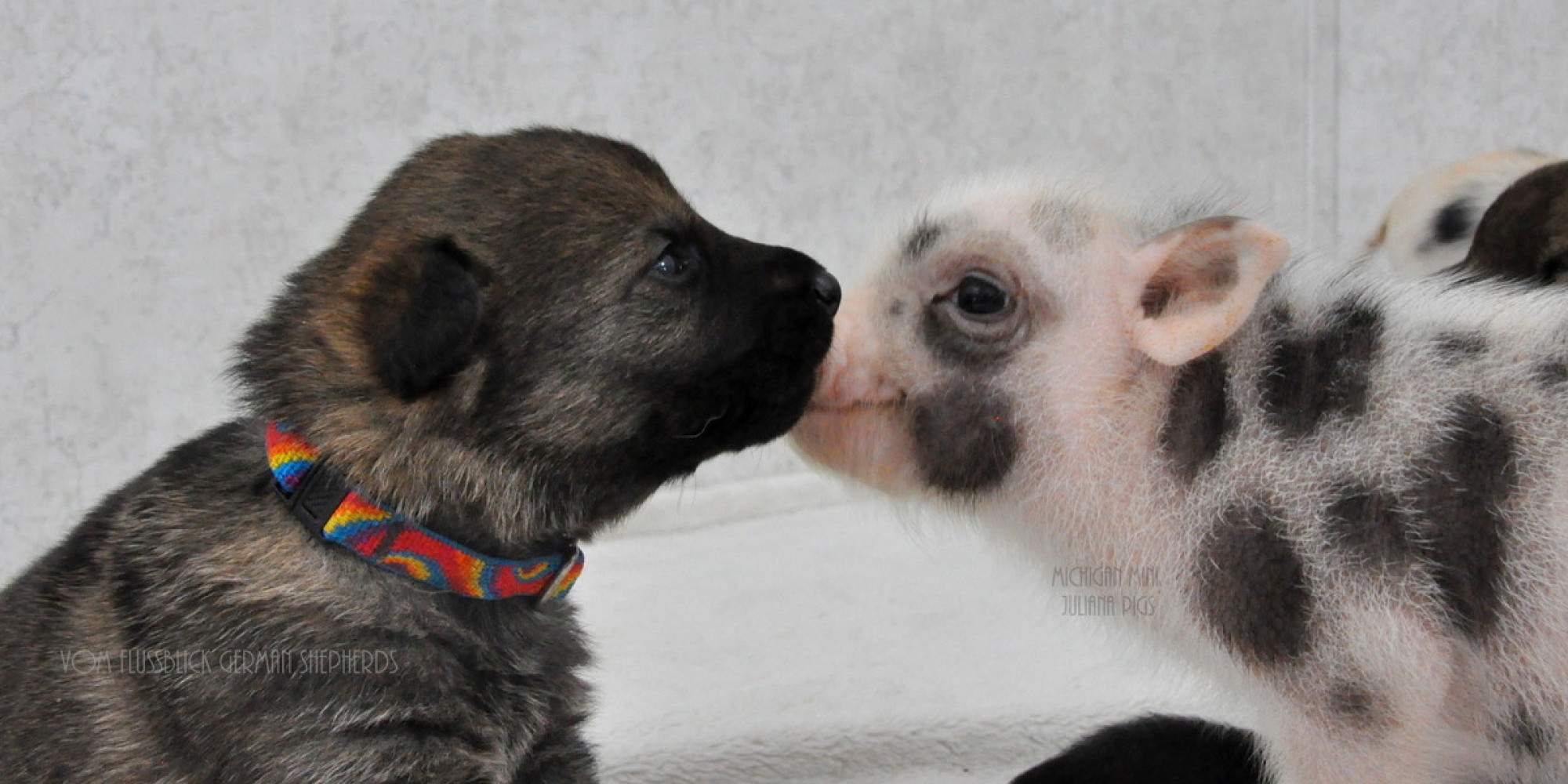 German Shepherd Puppies And Newborn Mini-Pigs Make For The Greatest Of