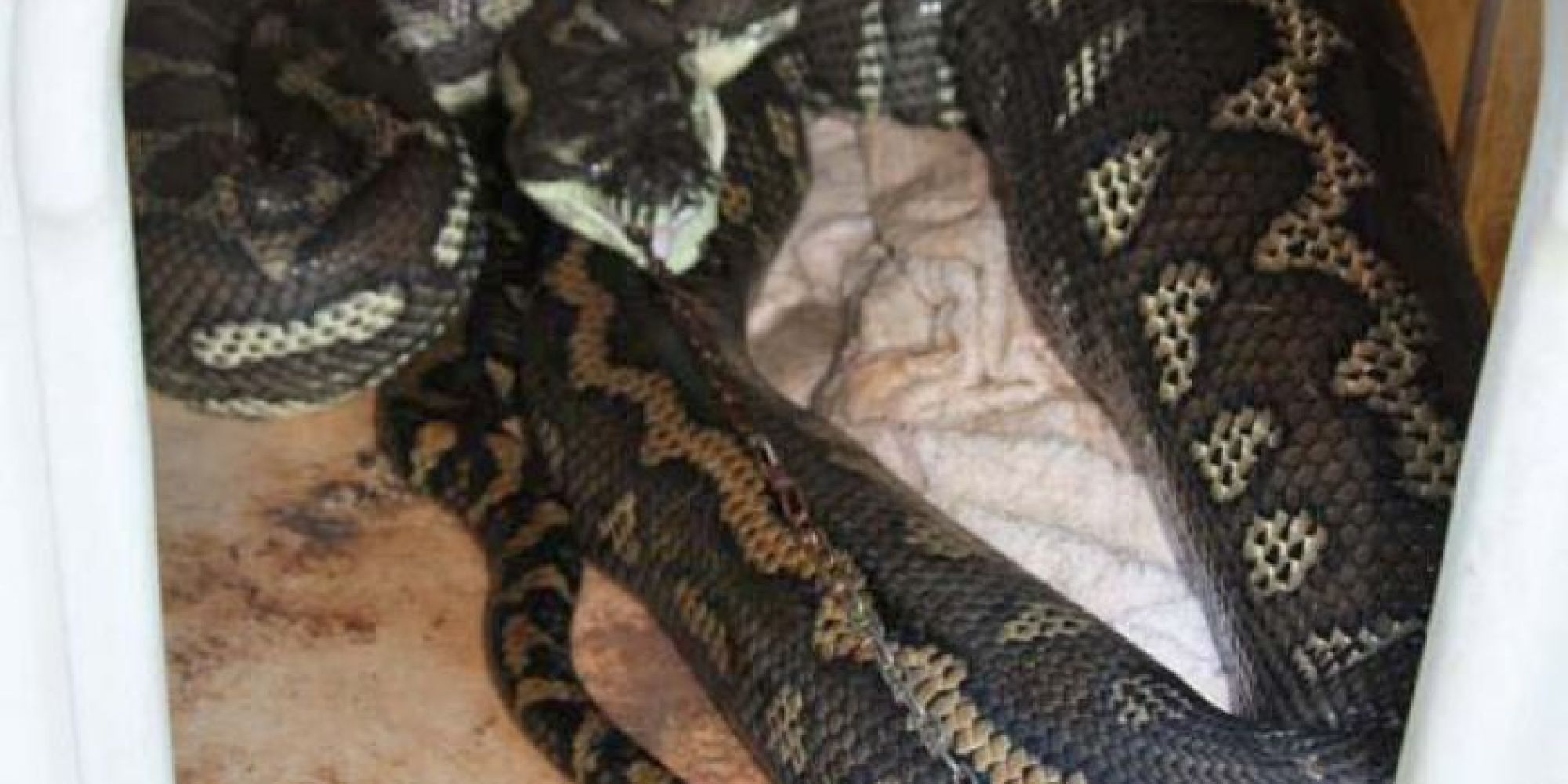 Python Swallows Dog – Then Beds Down In Its Kennel With Lead Dangling ...