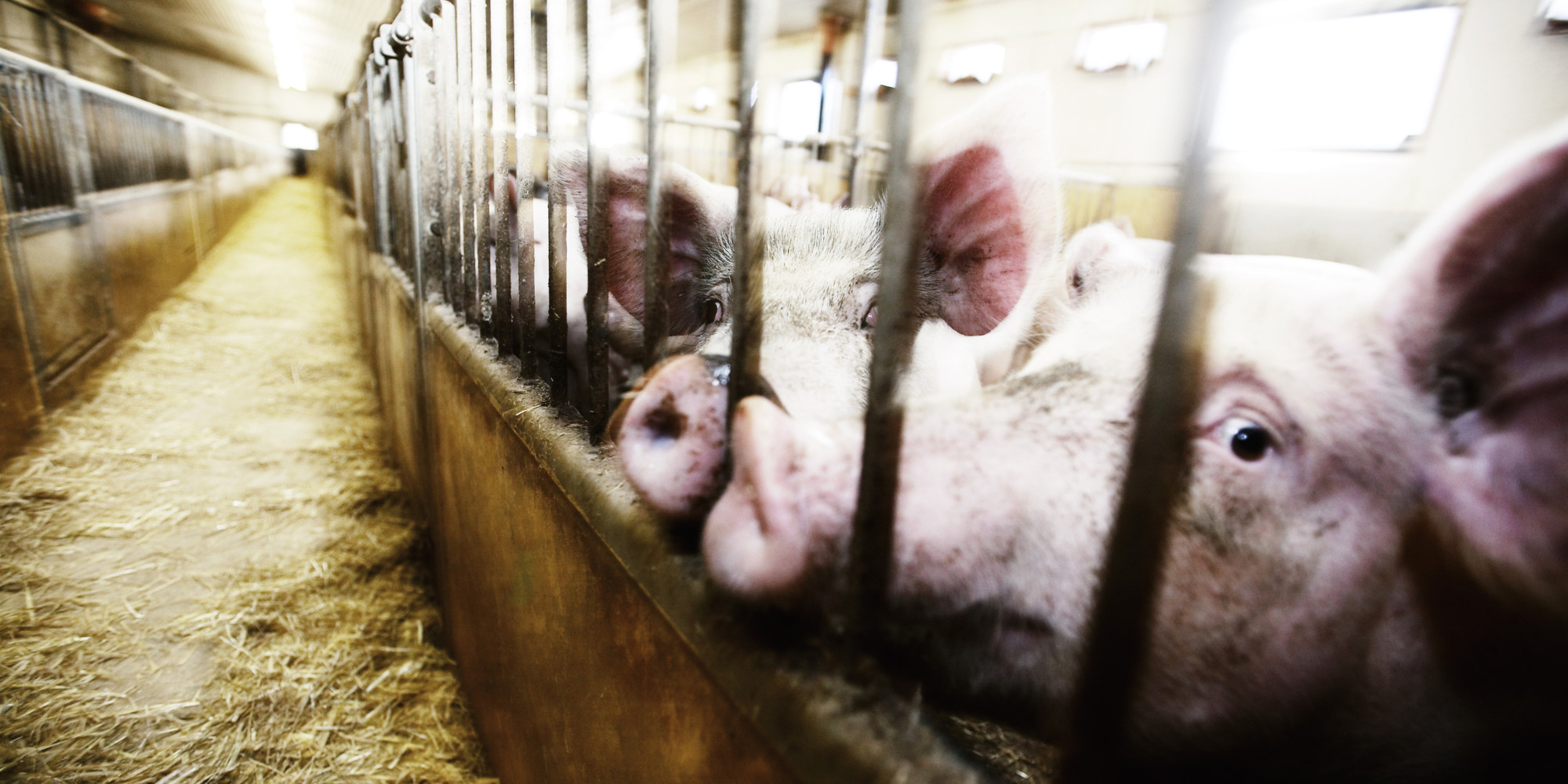 Animal Cruelty In Factory Farming