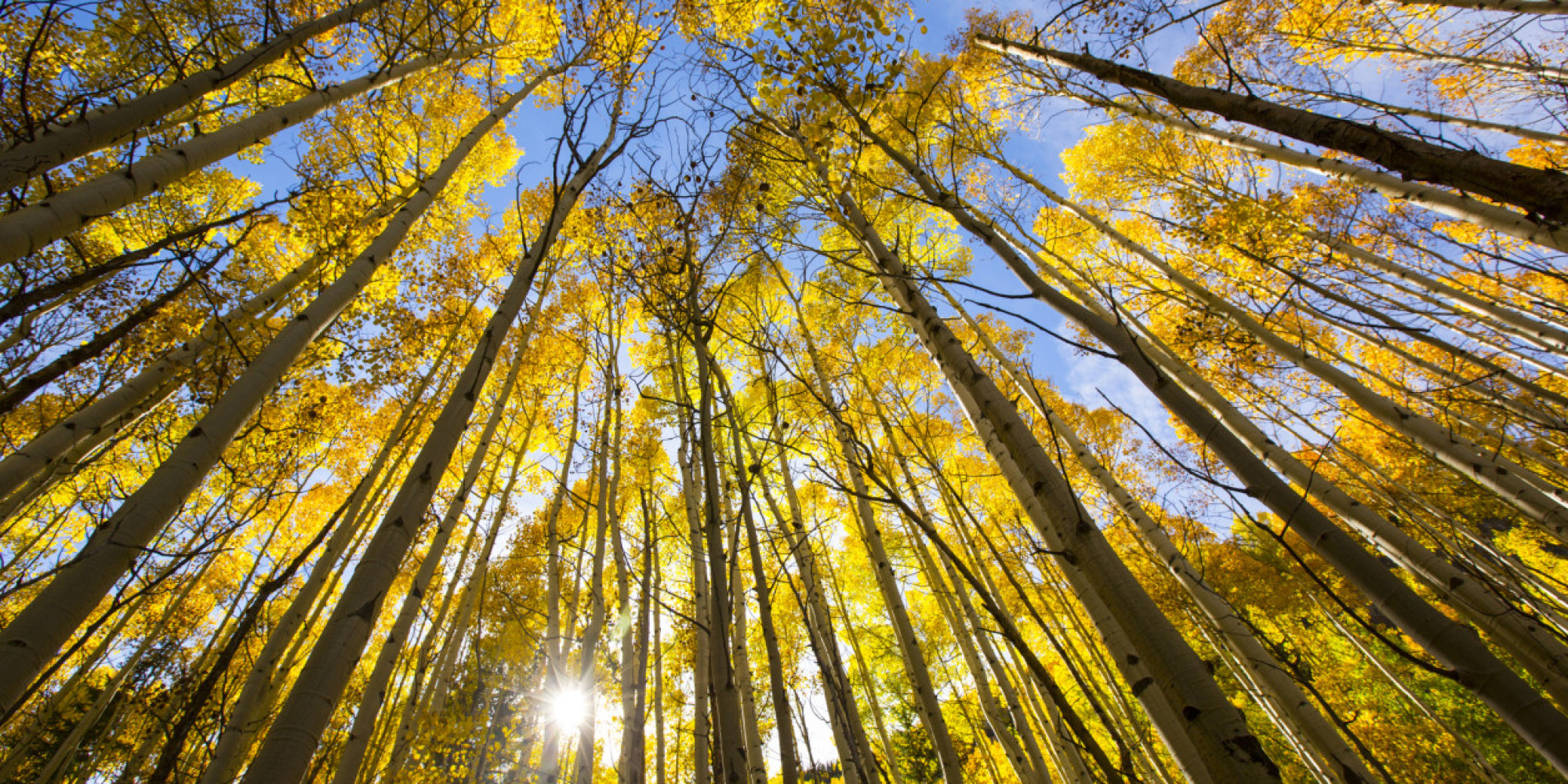 21 Reasons To Celebrate The Value Of Trees In Honor Of International