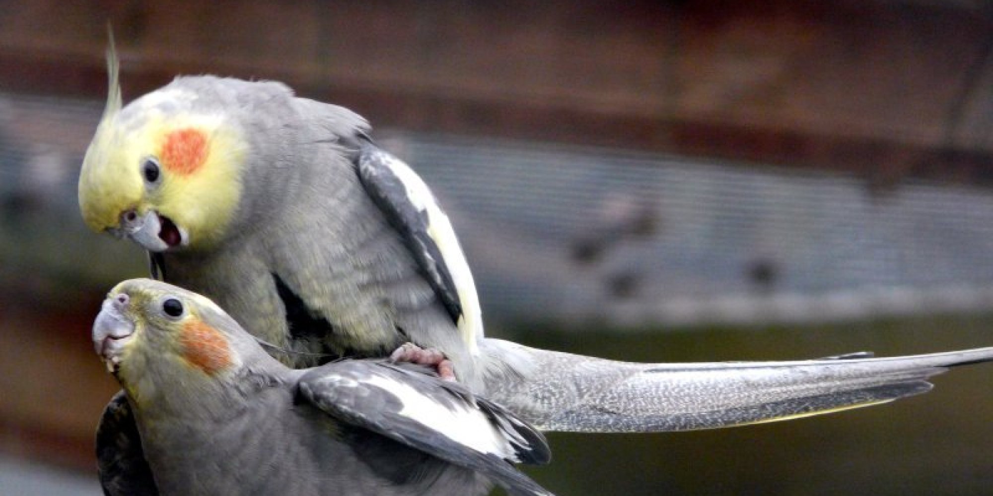 Cockatiel Penis 102