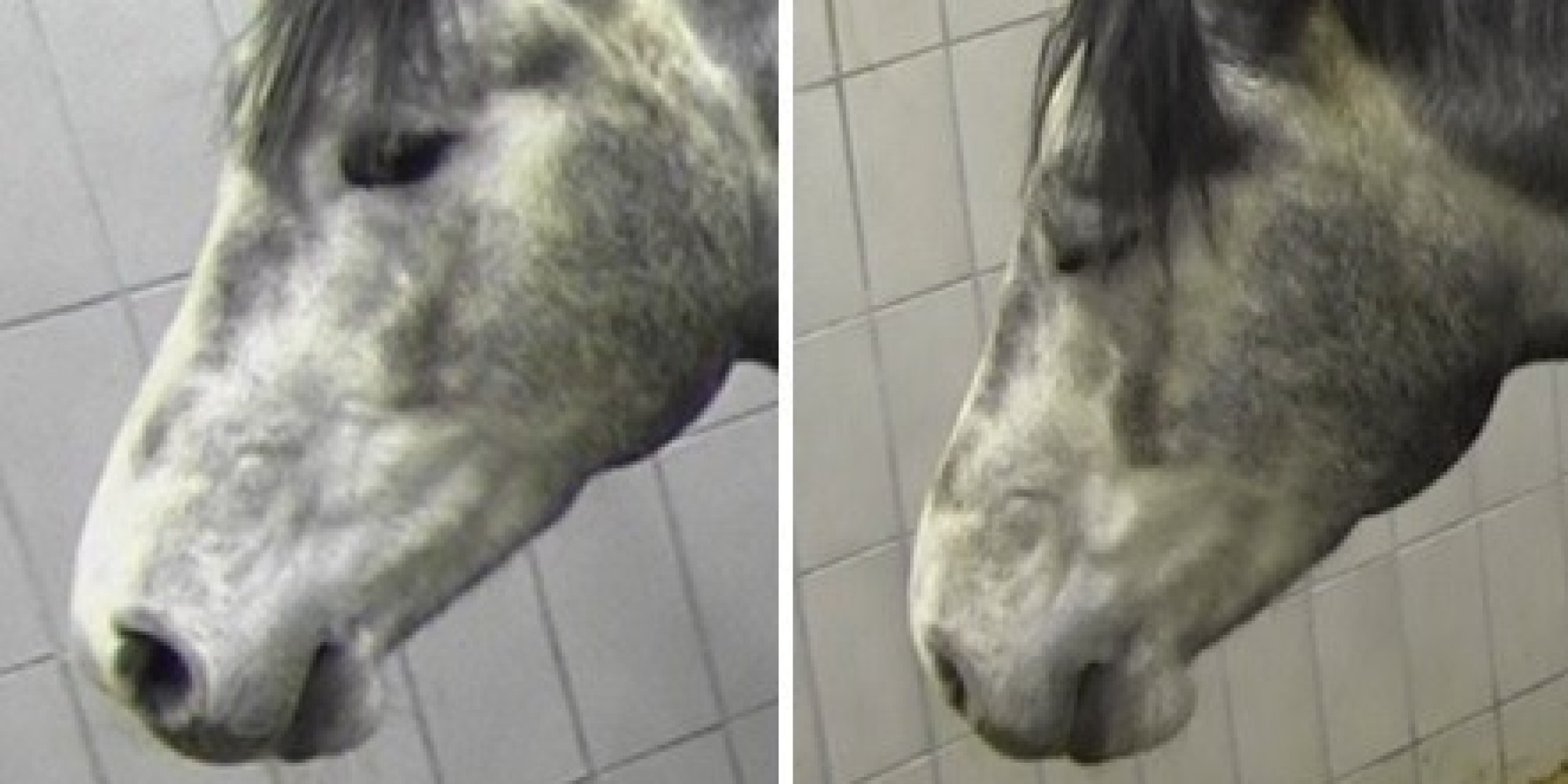 Horse Grimace Scale Is Good News For Animals That Lose Their Testicles