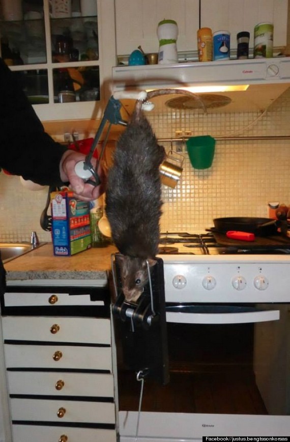 Monster Rat On The Rampage In Sweden Terrrorises Family | HuffPost UK